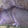 Step Right Up And See The Peculiar Purple Squirrel Of Pennsylvania!